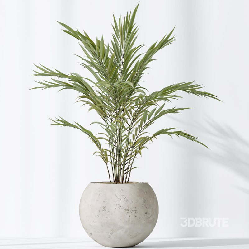 AV Indoor plants set 151 Beech Olea Europaea Olive and Lutescens Areca Palm and Mountain Kentia Palm and Strelitzia Reginae Nicolai Image 7