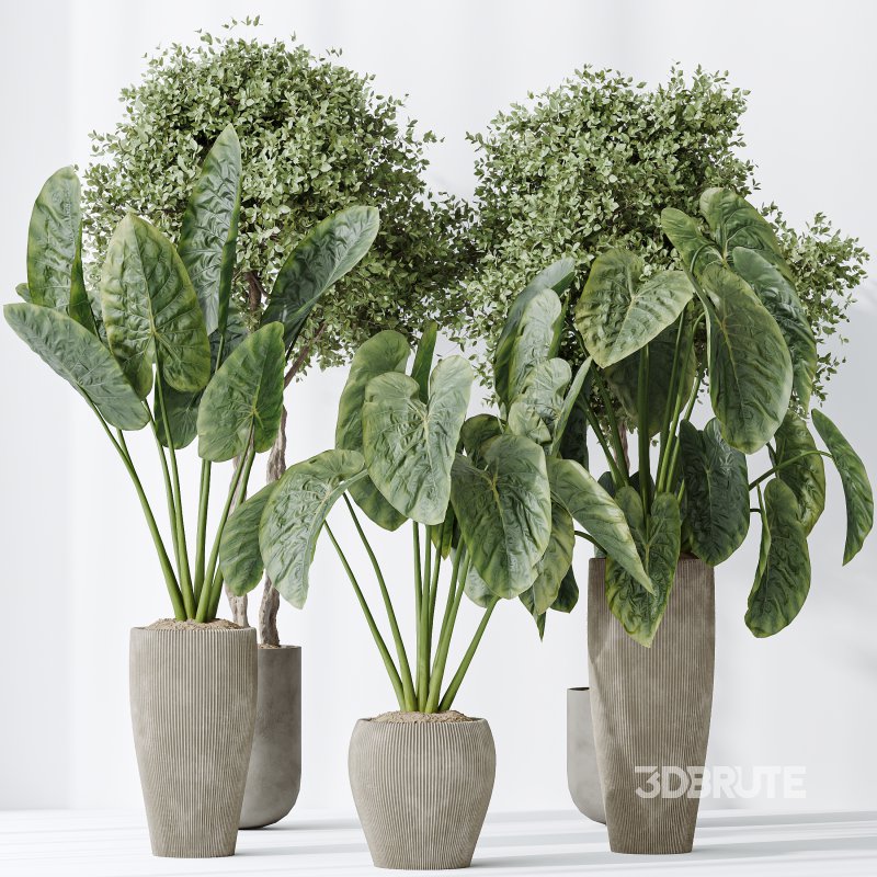 AV Indoor plants set 149 Cunjevoi Jardin Brisbanensis Fittingly Elephant and Arbequina Wilsonii Chemlali Olive Image 4