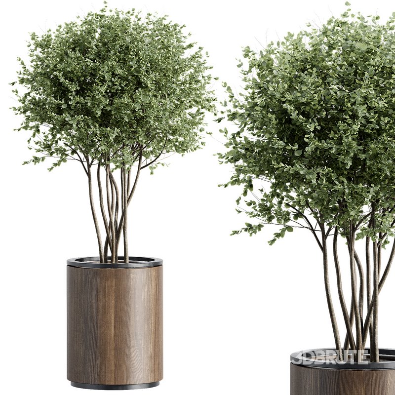 Outdoor Plant 35 Image 2