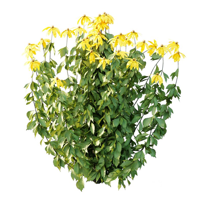 Rudbeckia laciniata Plant 02 Image 4