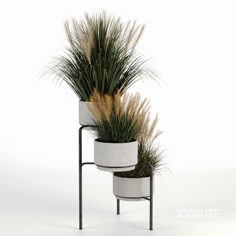 Outdoorplants-Dried And Pampass set-34 Image 5