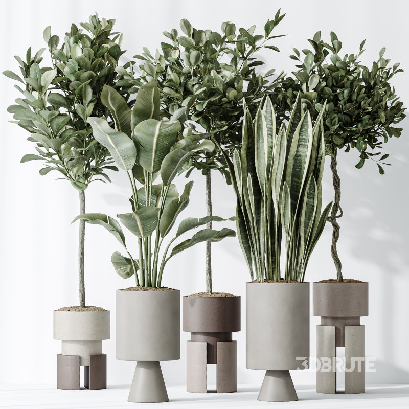 AV Indoor plants set 154 Ficus Microcarpa Moclame and Snake Green Sansevieria and Bird Of ParadiseBird Image 7