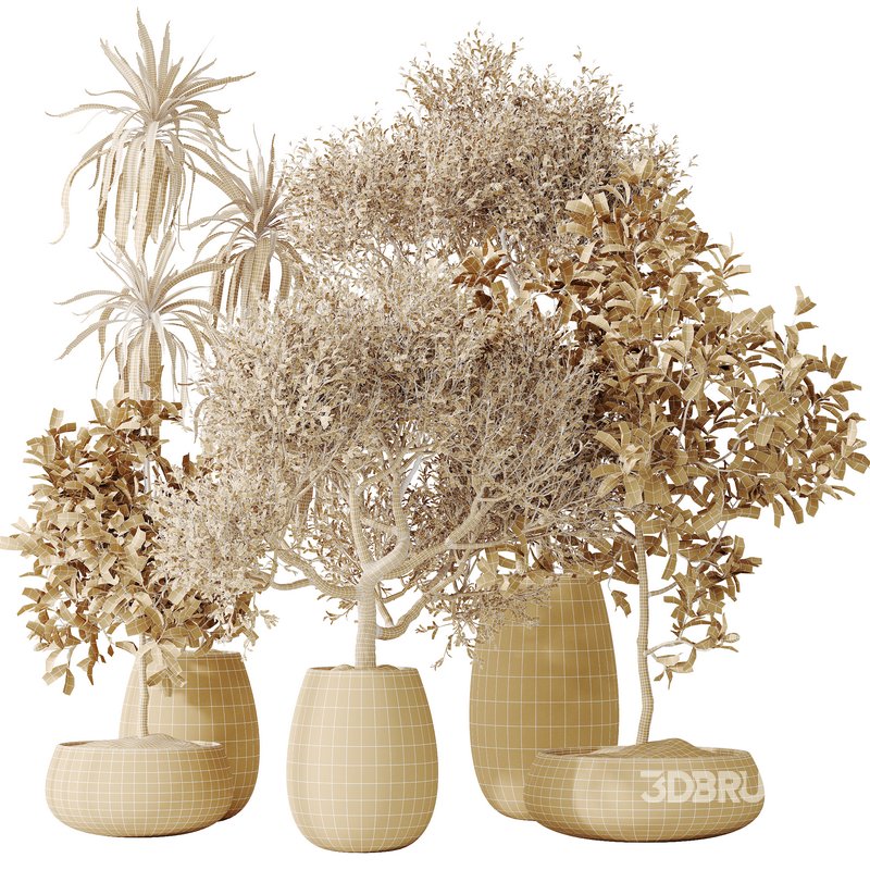 Indoor plants set 133 Wilsonii Chemlali Olive and Briful Pachira Aquatica and Warneckii Lemon Lime Cane Dragon Image 5