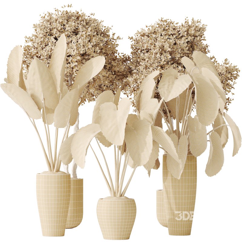 AV Indoor plants set 149 Cunjevoi Jardin Brisbanensis Fittingly Elephant and Arbequina Wilsonii Chemlali Olive Image 5