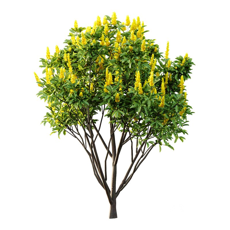 Argyrocytisus battandieri 10 -4 Plants Image 2