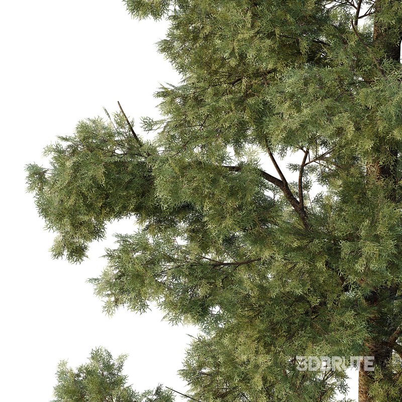 Chamaecyparis thyoides Tree004 Image 3