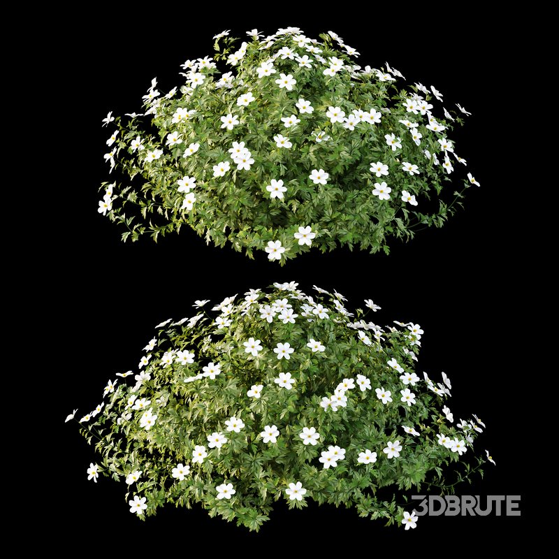 romneya coulter Plant 03 -2 Model Image 2