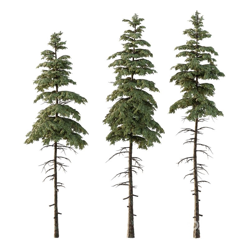 spruce tree11 Image 1