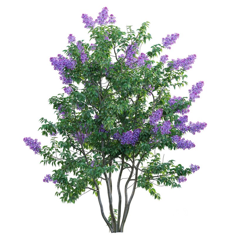Syringa vulgaris – Common Lilac 04 Image 2