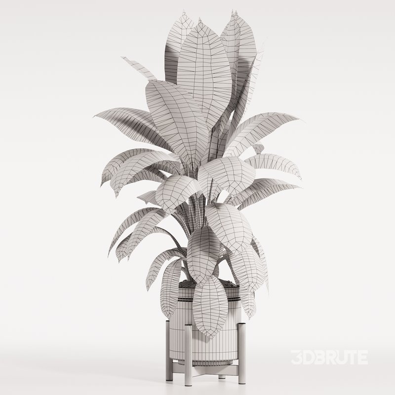 Rubber Plant with Modern Wooden Stand Image 5