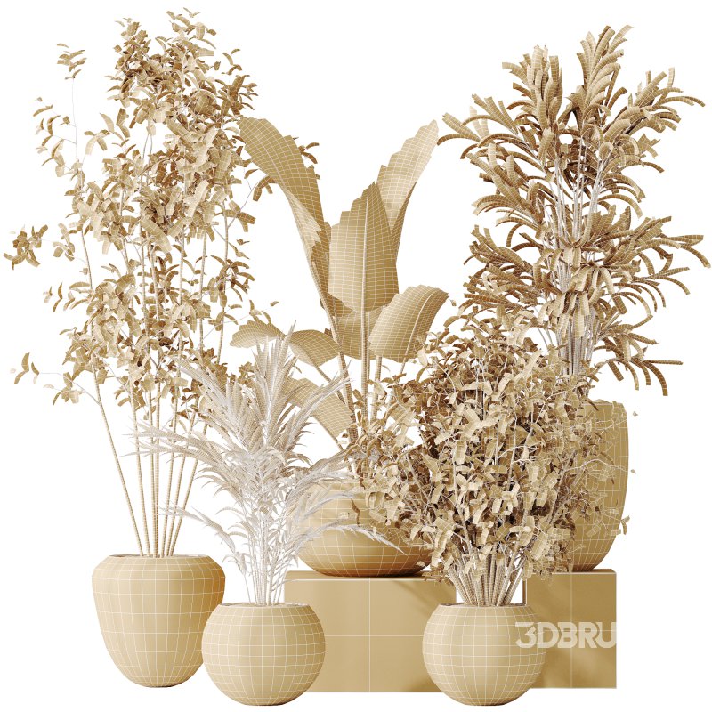 AV Indoor plants set 151 Beech Olea Europaea Olive and Lutescens Areca Palm and Mountain Kentia Palm and Strelitzia Reginae Nicolai Image 8