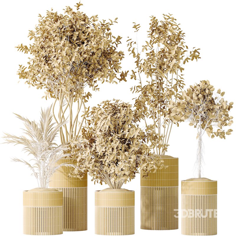 AV Indoor plants set 134 Beech Olea Europaea Olive and Ficus Benjamina African Fig and Mountain Kentia Palm Image 7