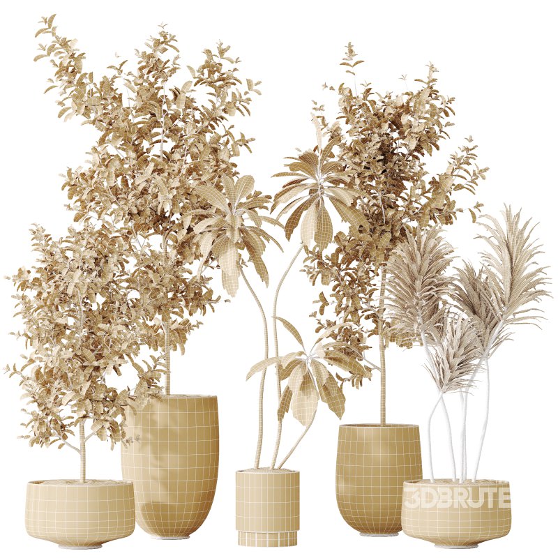 AV Indoor plants set 153 Beech Olea Europaea Olive Eucalyptu and Aloifolia Rostrata Palm and Ficus Cyathistipula African Fig Image 12