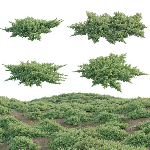 Juniperus procumbens – Garden Juniper 01
