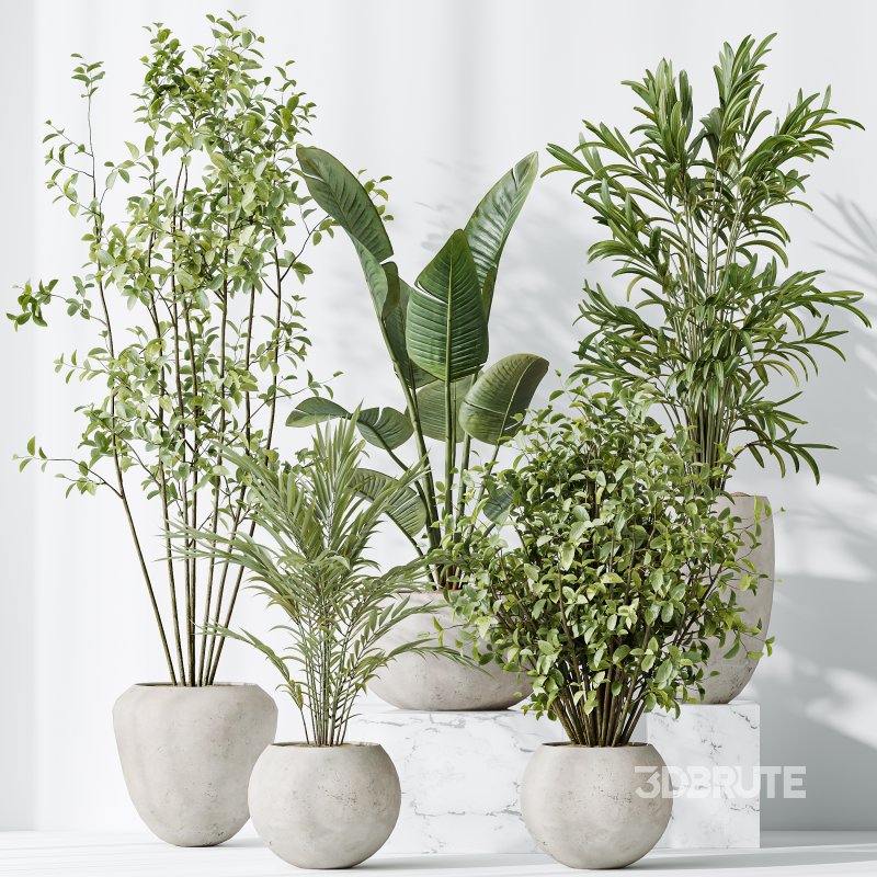 AV Indoor plants set 151 Beech Olea Europaea Olive and Lutescens Areca Palm and Mountain Kentia Palm and Strelitzia Reginae Nicolai Image 5