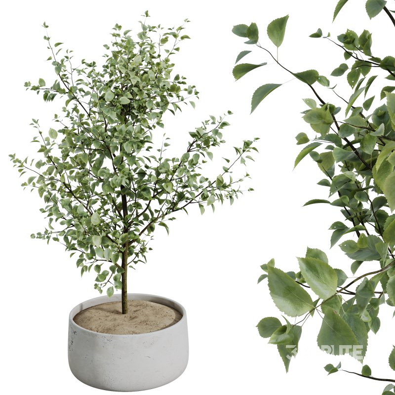 AV Indoor plants set 153 Beech Olea Europaea Olive Eucalyptu and Aloifolia Rostrata Palm and Ficus Cyathistipula African Fig Image 4