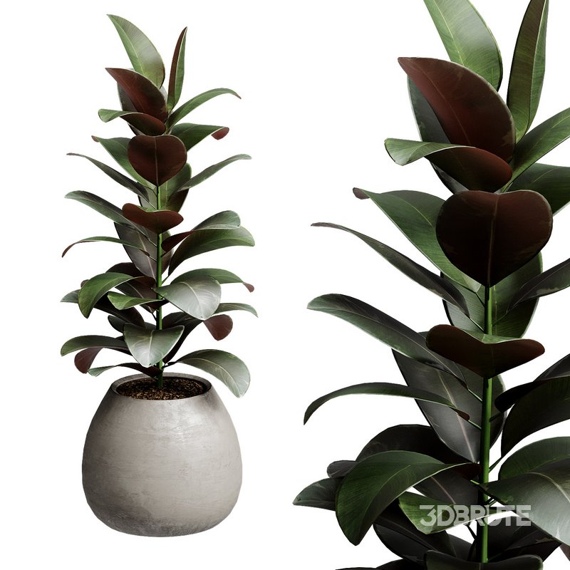 Indoor Plant 28 Image 3