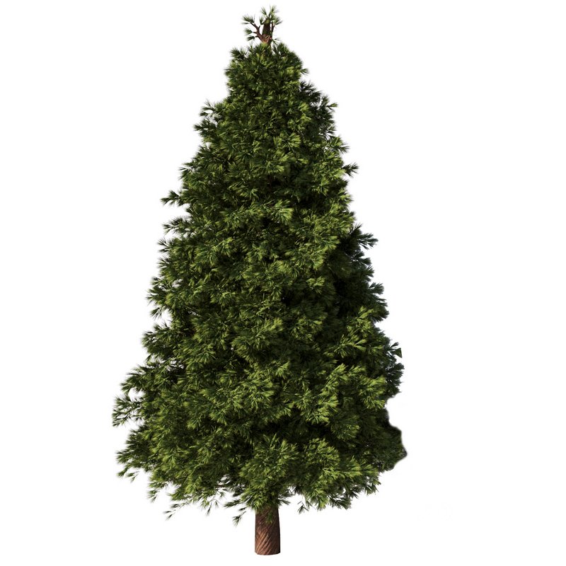 Pine Tree Set28 Image 3