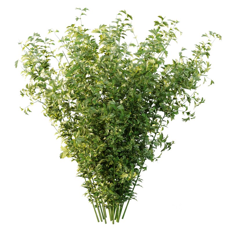 romneya coulter Plant 09 (5 Model) Image 2