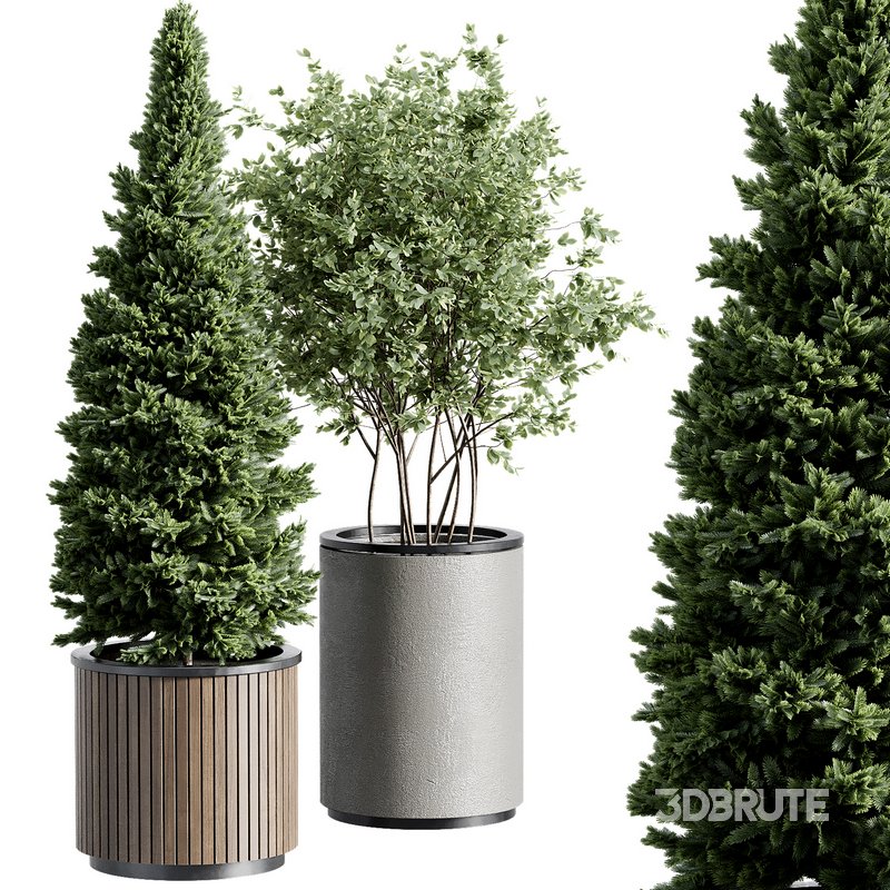 Outdoor Plant 36 Image 1