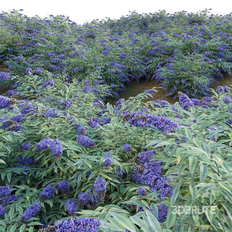 Buddleia – Butterfly Bush 02 Image 3