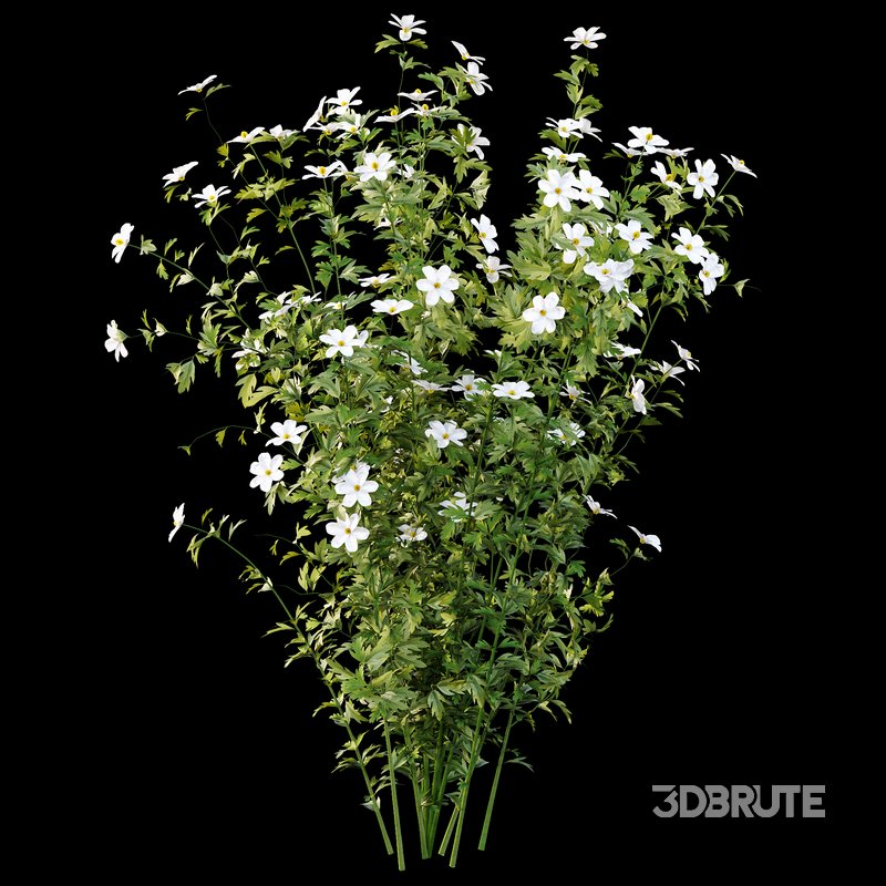 romneya coulter Plant 02 -4 Model Image 2