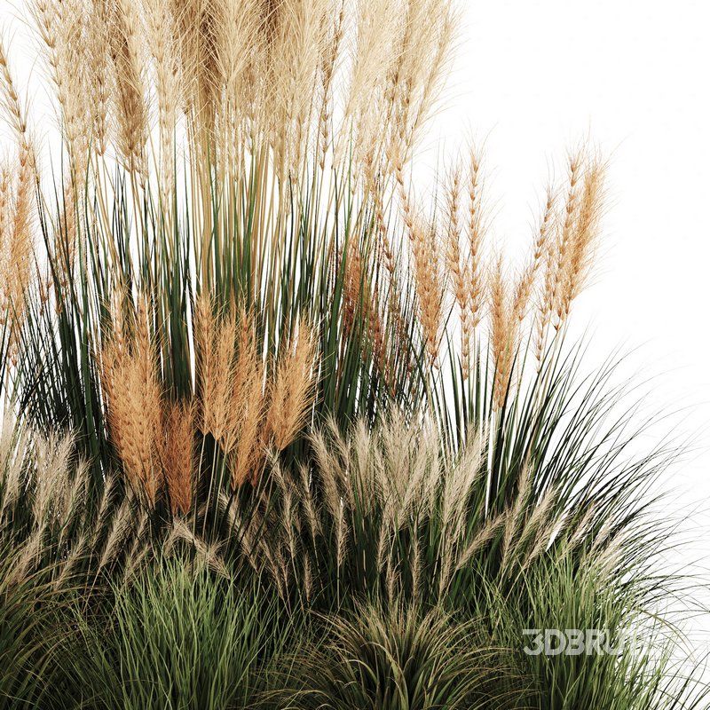 Bush-Bush set-09 Image 3