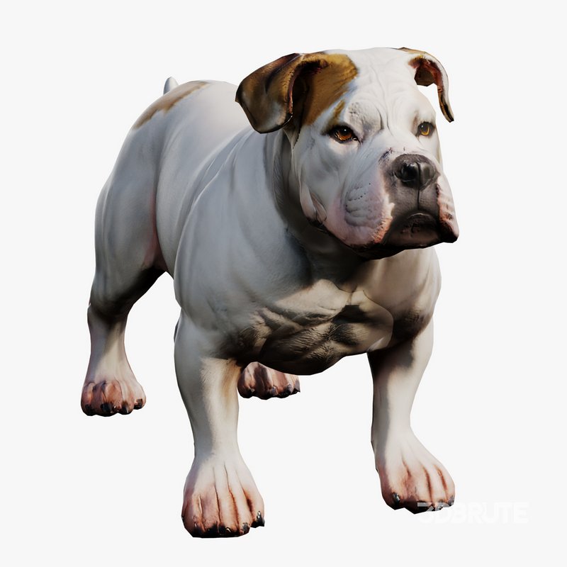 Bulldog Image 1