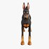 Doberman - Thumbnail 3