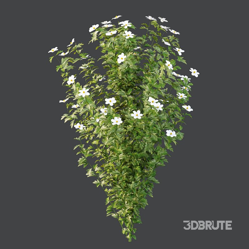 romneya coulter Plant 01 -4 Model Image 4