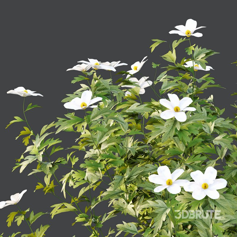 romneya coulter Plant 04 -3 Model Image 5