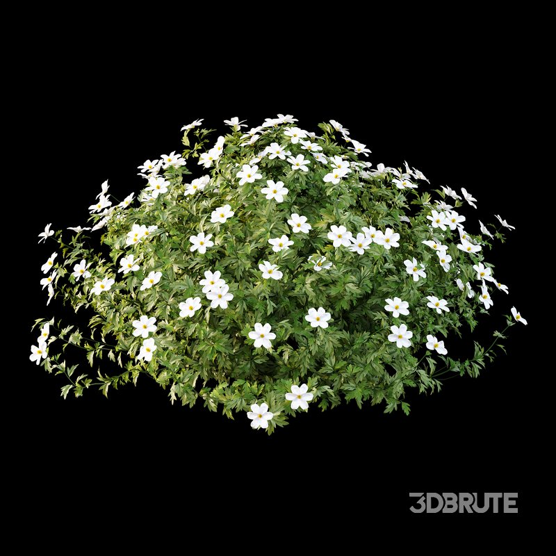 romneya coulter Plant 03 -2 Model Image 1