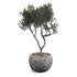 olive tree in concrete pot plant - Thumbnail 2