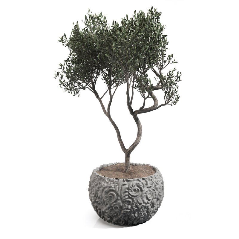 olive tree in concrete pot plant Image 2