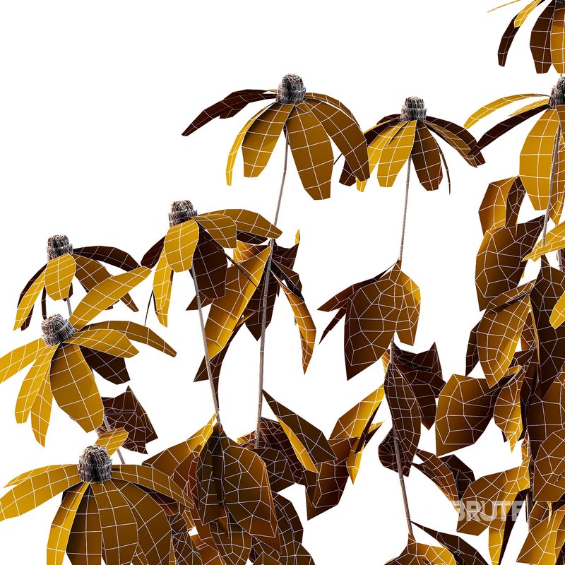 Rudbeckia laciniata Plant 02 Image 2