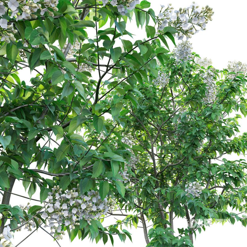 Syringa vulgaris – Common Lilac 03 Image 4