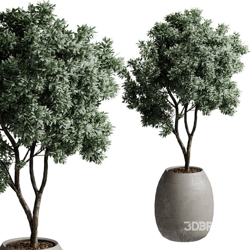 Outdoor Plant 37 Image 1