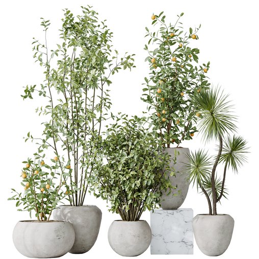AV Indoor plants set 132 Bonsai China Orange Tree and Beech Olea Europaea Olive and Aloifolia Rostrata Palm