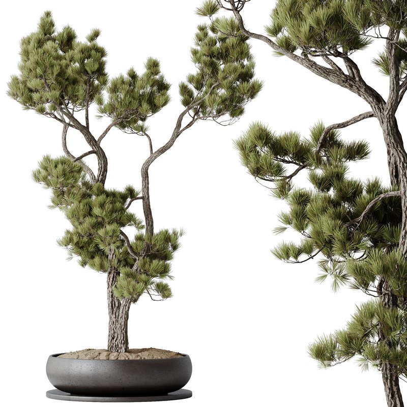 AV Indoor plants set 135 Bonsai Pinus Pentaphylla Thunbergii Image 3