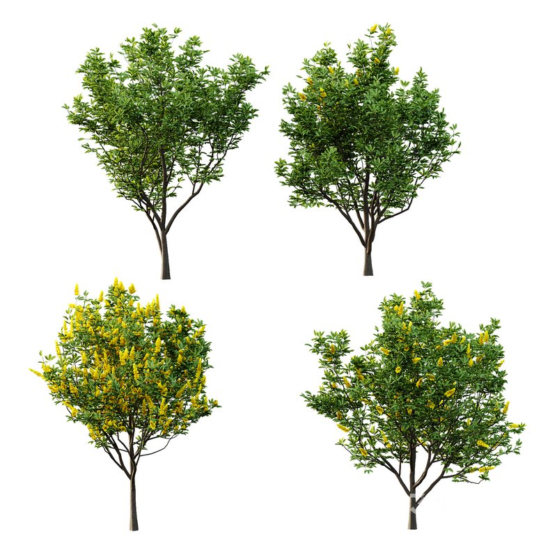 Argyrocytisus battandieri 05 -4 Plants Image 2