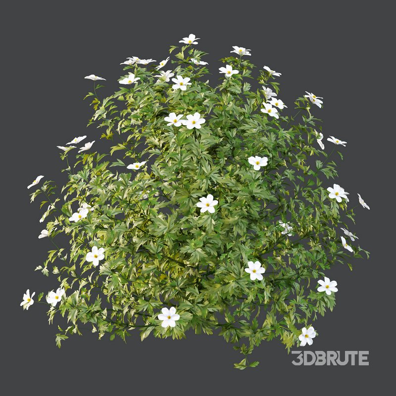 romneya coulter Plant 04 -3 Model Image 3