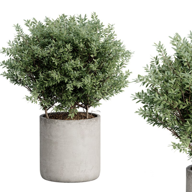 Indoor Plant 27 Image 5