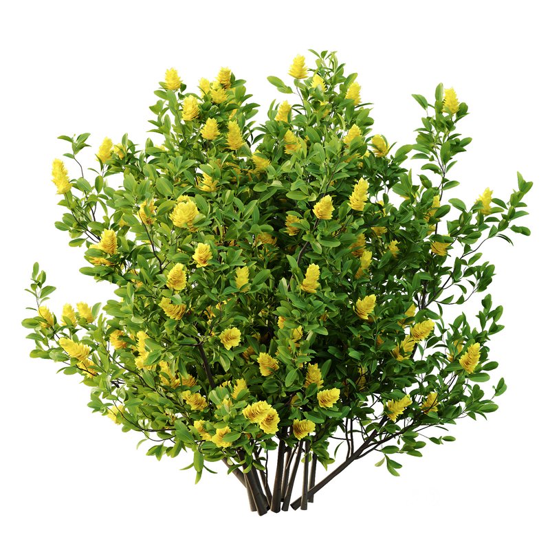 Argyrocytisus battandieri 06 -3Plants Image 5