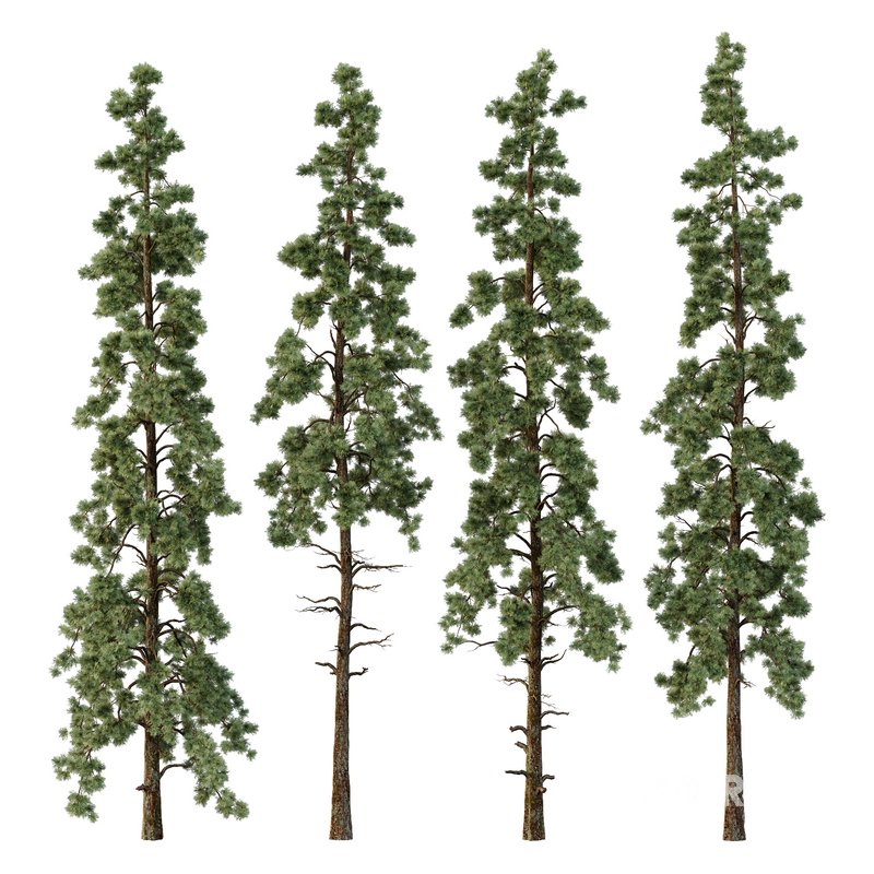 Pinus tree005 Image 1