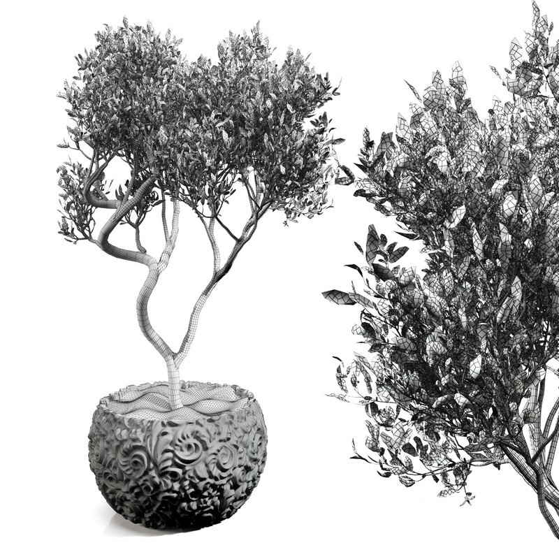 olive tree in concrete pot plant Image 5