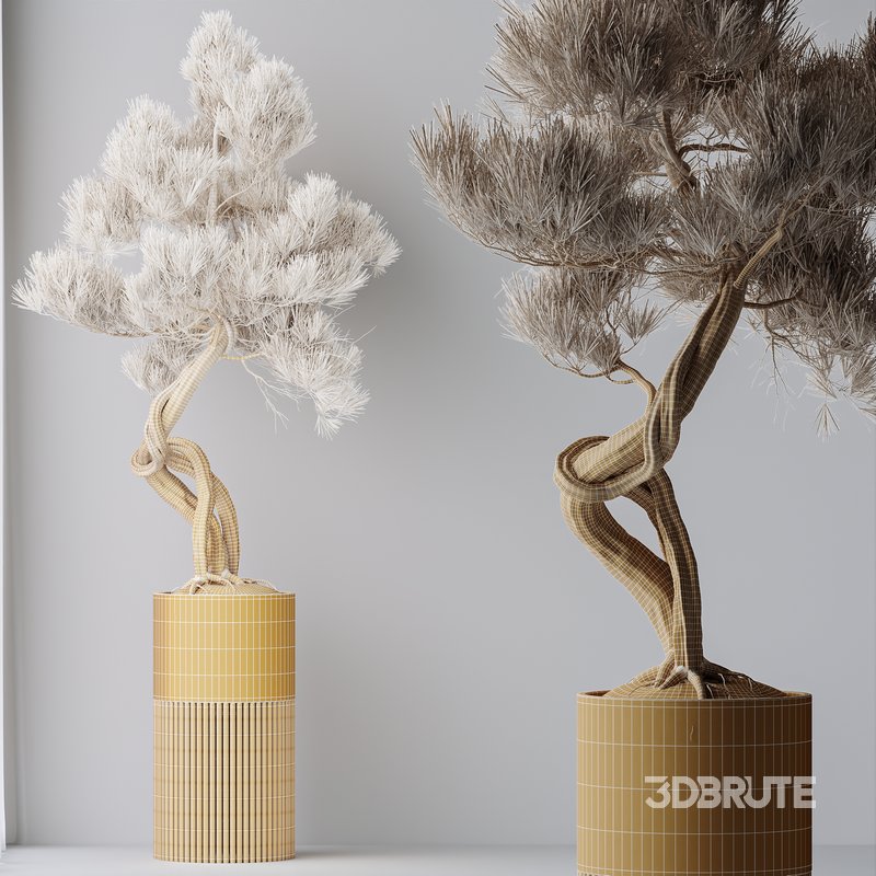 AV Indoor plants set 139 Bonsai Pinus Pentaphylla Thunbergi and Ficus Retusa Microcarpa Bonsai Ginseng Image 11