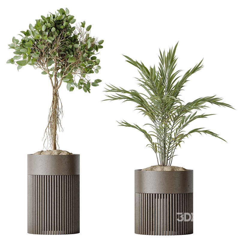AV Indoor plants set 134 Beech Olea Europaea Olive and Ficus Benjamina African Fig and Mountain Kentia Palm Image 4