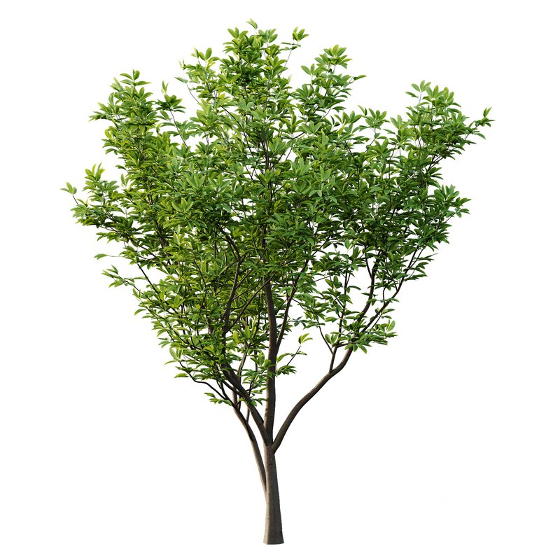 Argyrocytisus battandieri 05 -4 Plants Image 5