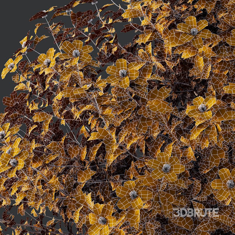 romneya coulter Plant 03 -2 Model Image 4