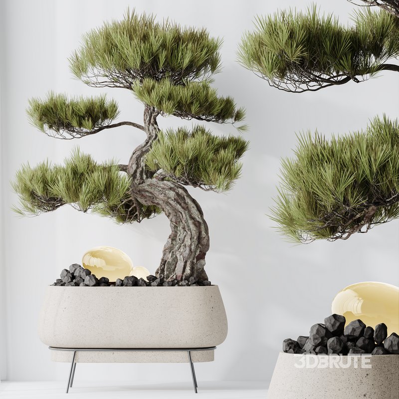 AV Indoor plants set 136 Bonsai Pinus Pentaphylla Thunbergii and Ficus Retusa Microcarpa Bonsai Ginseng Image 4